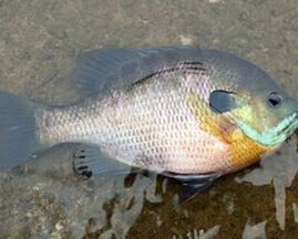Bluegill