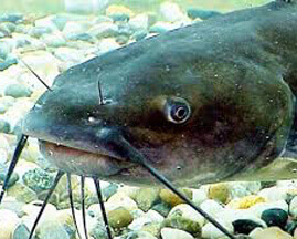 Catfish