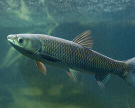 Grass Carp