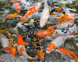 Koi