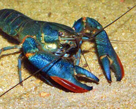 Freshwater Lobsters