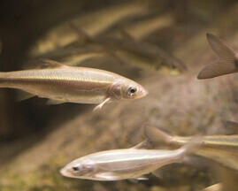 Minnows
