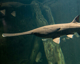 Spoonbill/Paddlefish