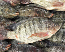 Talapia